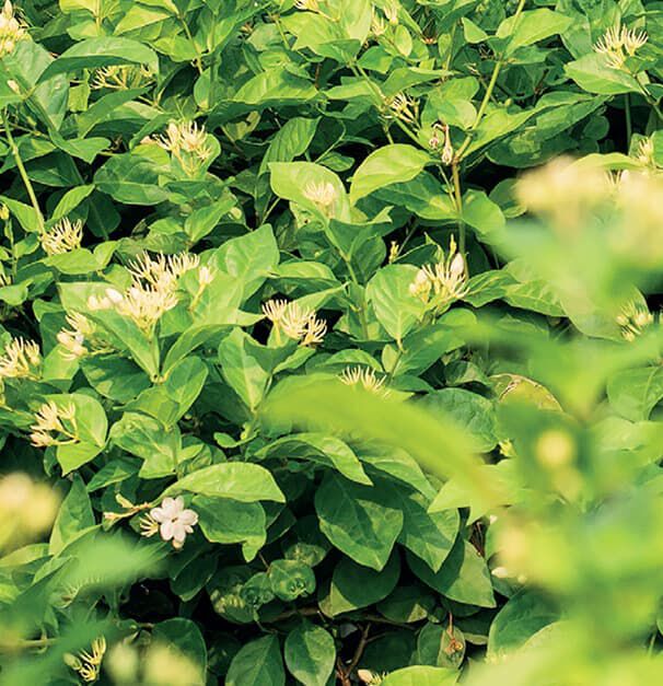 Lush green foliage with small white flowers amidst the leaves.