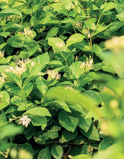 Lush green foliage with small white flowers amidst the leaves.