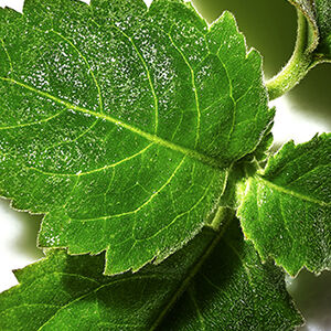 Close-up of vibrant green leaves with a detailed texture, highlighting the veins and surface features.