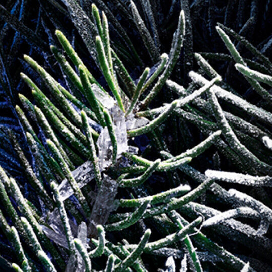 A close-up of frost-covered green pine needles against a dark background, showcasing glistening ice crystals.