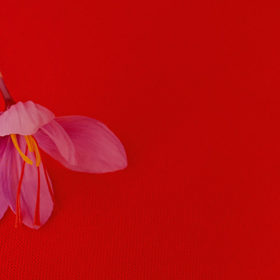 A single purple flower with delicate petals resting on a vibrant red background.
