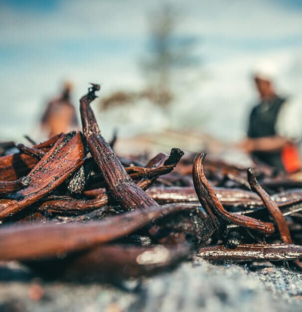 Close-up of dark, curled vanilla pods scattered on a surface, with blurred figures working in the background under a cloudy sky.
