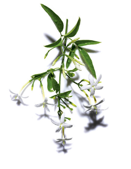 A delicate branch of white jasmine flowers with green leaves, displayed against a plain white background, showing drops of water on the leaves.