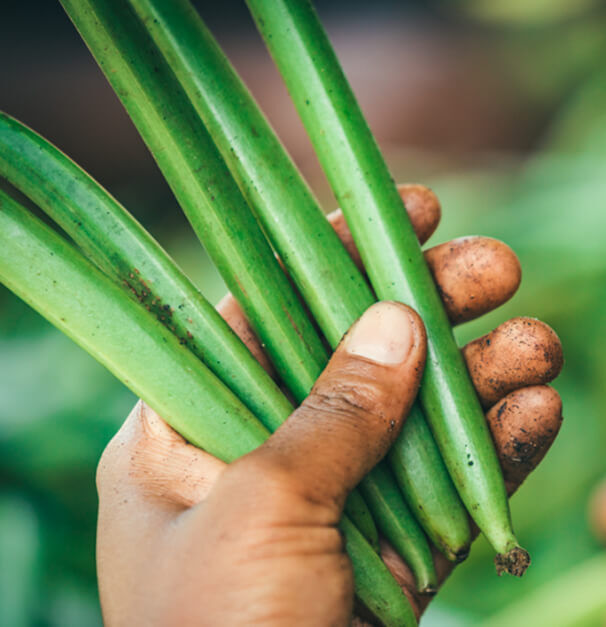 A hand holding several fresh, green long beans, with a blurred green background.