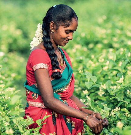 A woman in traditional attire, with long black hair tied back, is gently harvesting flowers in a lush green field.