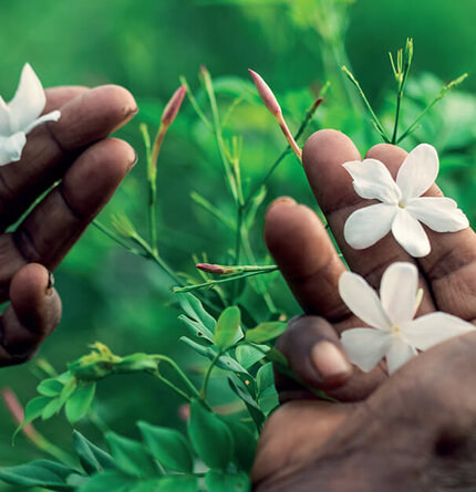 A close-up of a pair of hands holding delicate white jasmine flowers amidst lush green foliage.