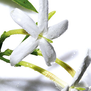 A close-up of delicate white jasmine flowers with green stems, glistening with dew against a light background.