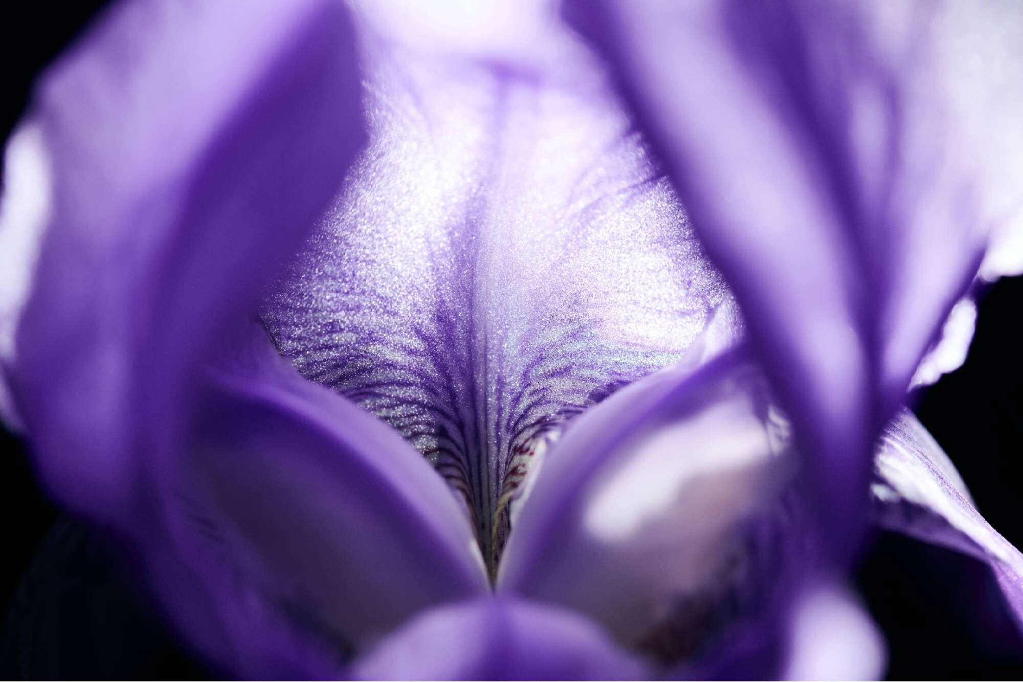 Een close-up van een paarse iris bloemblaadje, met delicate details en een zachte glans.