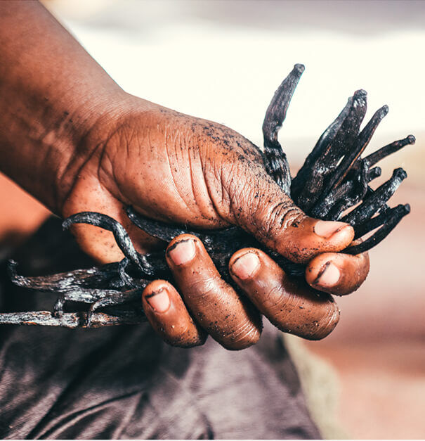 A close-up of a hand holding a bundle of dark, dried vanilla beans, with dirt visible on the hand, suggesting a connection to agricultural work.