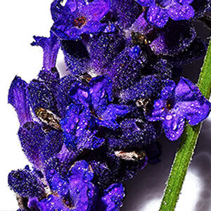 A close-up of vibrant purple flowers with droplets of water on their petals, showcasing their rich color and texture.