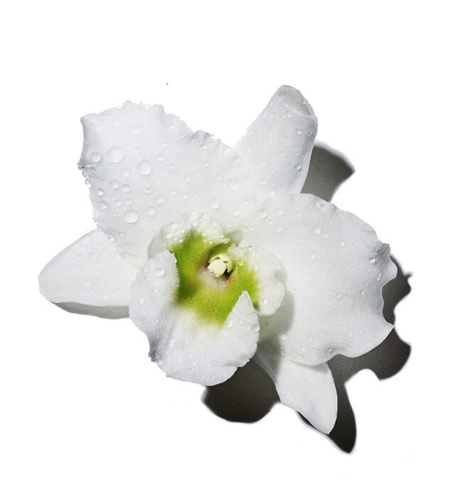 A close-up of a white orchid flower with water droplets on its petals, set against a plain white background.