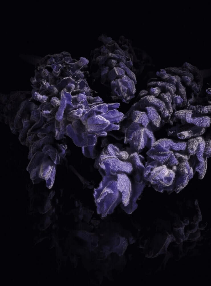 A close-up of purple flowers with a textured, velvety appearance, set against a dark background, creating a dramatic contrast.