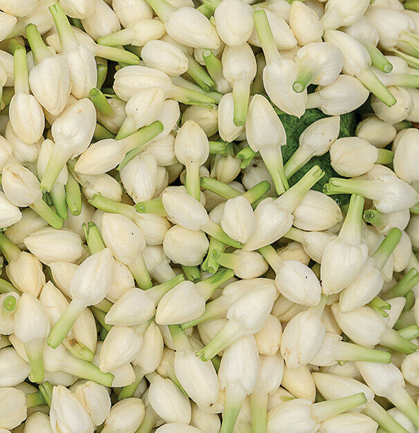 A close-up view of a pile of delicate white flower buds with green stems, creating a visually intricate and textured arrangement.