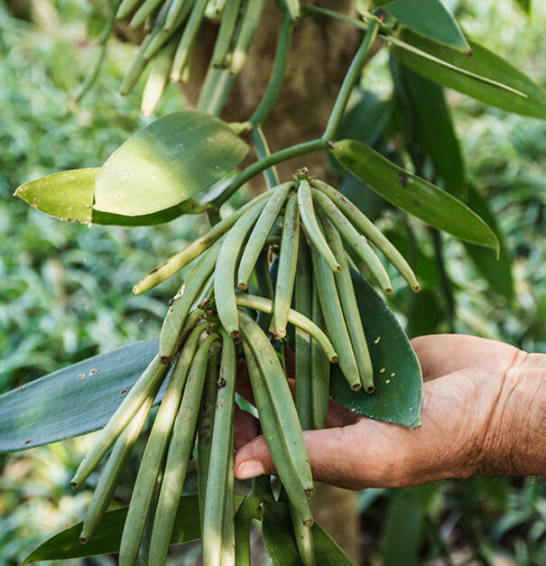 A hand gently holds a cluster of green vanilla pods growing on a plant, surrounded by lush green foliage.