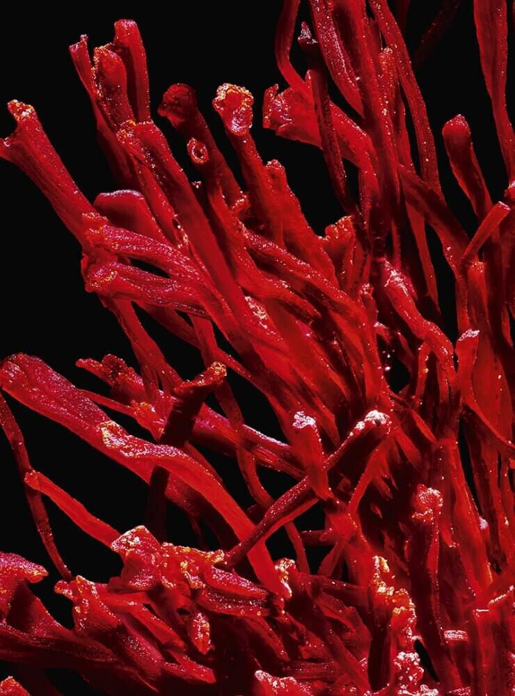 Close-up image of vibrant red coral-like structures against a black background, showcasing intricate details and textures.