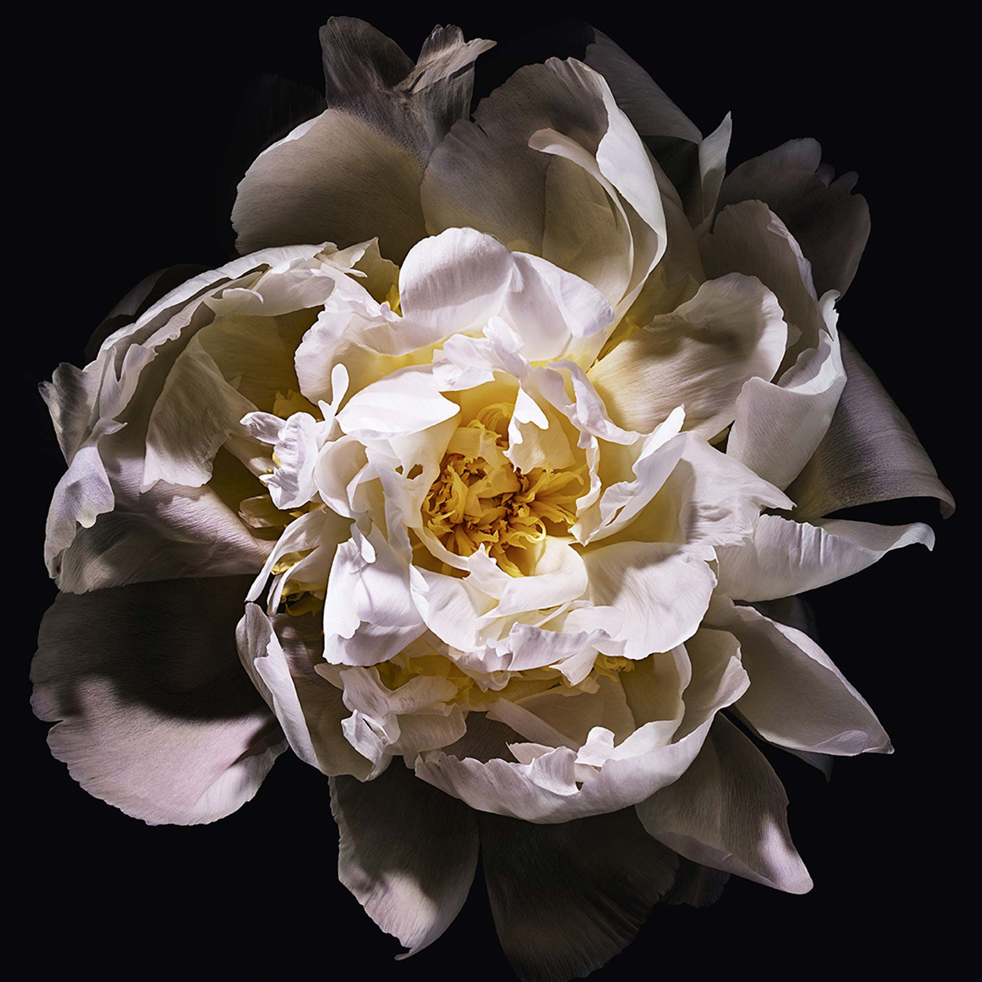 Mon Paris Lumiere Eau de Toilette