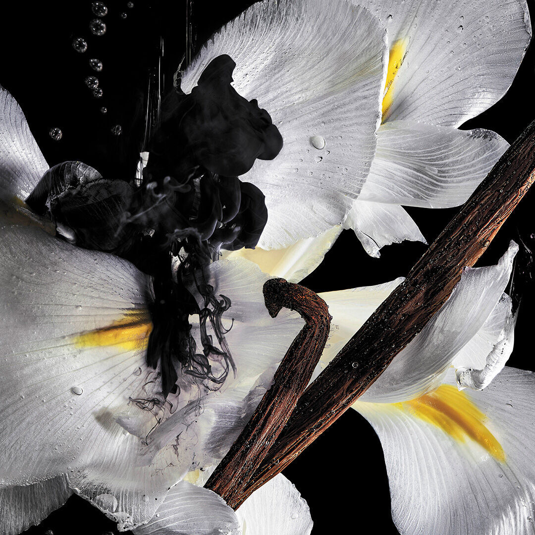 Witte bloemen met zwarte inkt in water en vanillepeulen die geuringredienten illustreren.