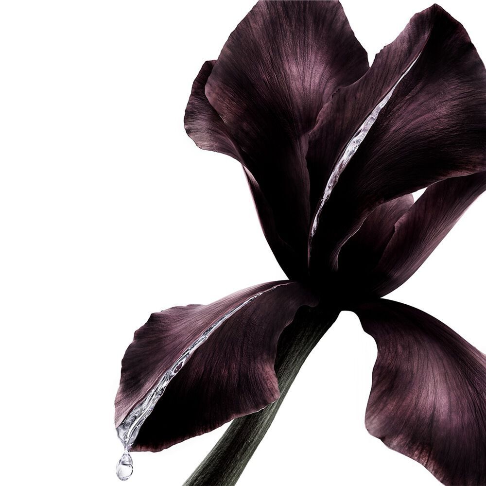 YSL Beauty Pure Shots Youth Reload Essence-in-Lotion, Serum, Cream with iris flower, highlighting skin reshaping.