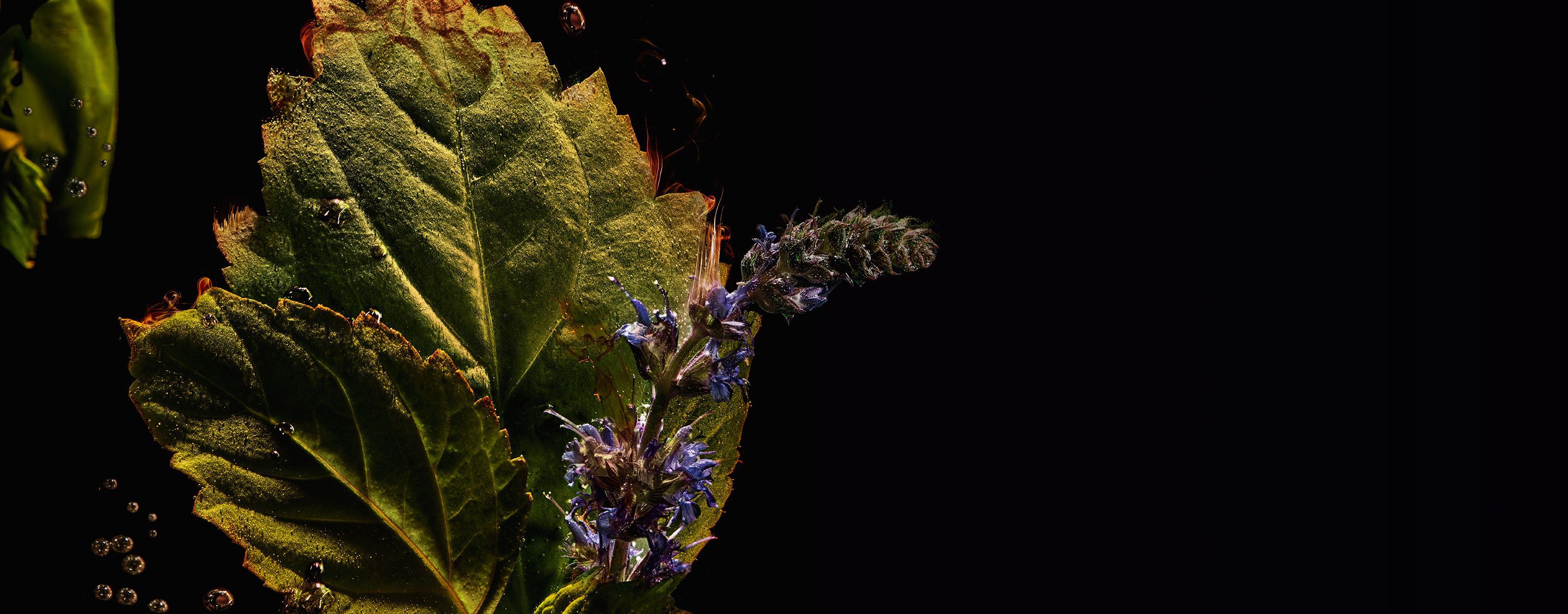 Close-up of vibrant green patchouli leaves...