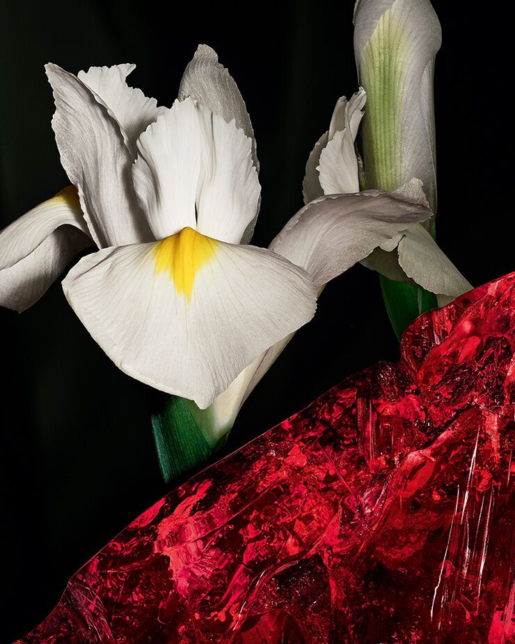 Edele Iris-pallida-bloemen en rood
amberkristal, die de scherpe
dualiteit van CŒUR Eau de Parfum van
YSL vertegenwoordigen.
