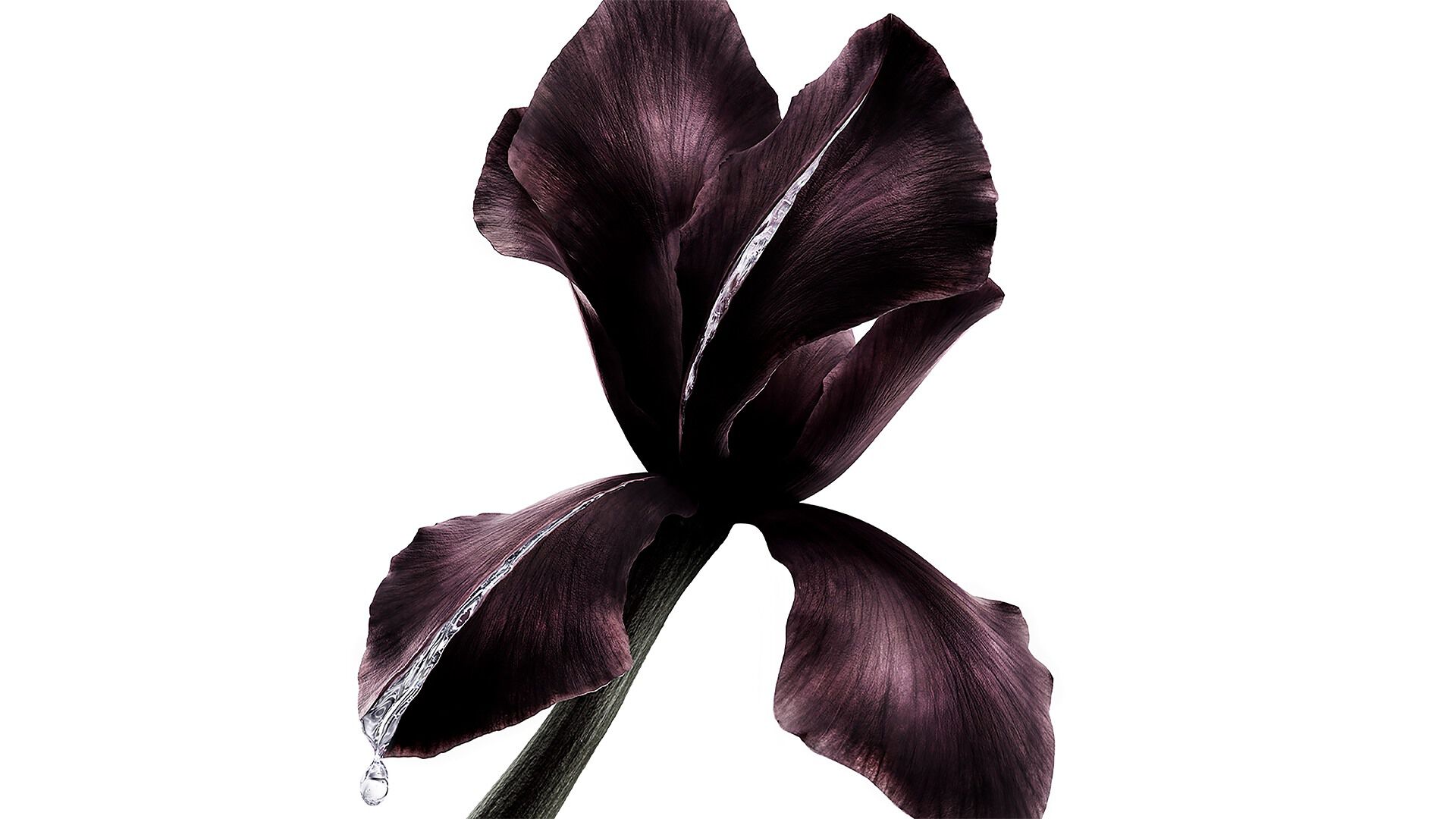 Donkerpaarse iris bloem, sleutelingrediënt in YSL Beauté Pure Shots, met een glinsterende druppel vloeistof.