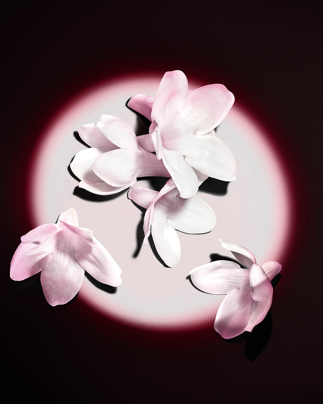 Witte jasmijnbloemen lichten op tegen een donkere achtergrond en onthullen de pure grondstoffen van het parfum.
