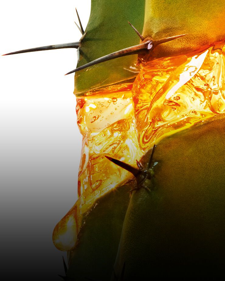 Close-up van een maanlichtcactus met goudkleurig sap