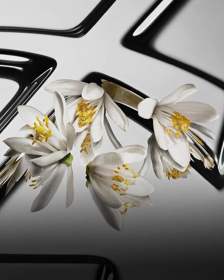 Des fleurs de fleur d’oranger contrastées, aux pétales blancs et au cœur jaune, sur un fond Cassandre YSL réfléchissant.